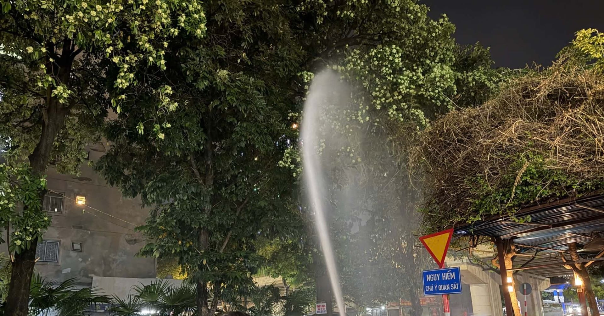 12 Cay Hoa Sua No Ro Quanh Chung Cu Ha Noi Nguoi Dan Dung Voi Cao Ap Phun Rung 2137