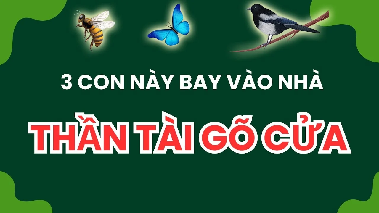 3 Con Vat Vao Nha Mang Toi May Man Cho Gia Chu 115845