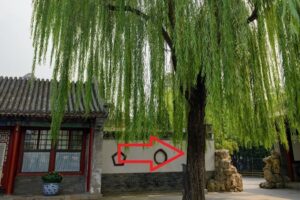 3 loai cay trong truoc nha cay cang xanh nguoi cang suy hao tai khanh kiet 204251