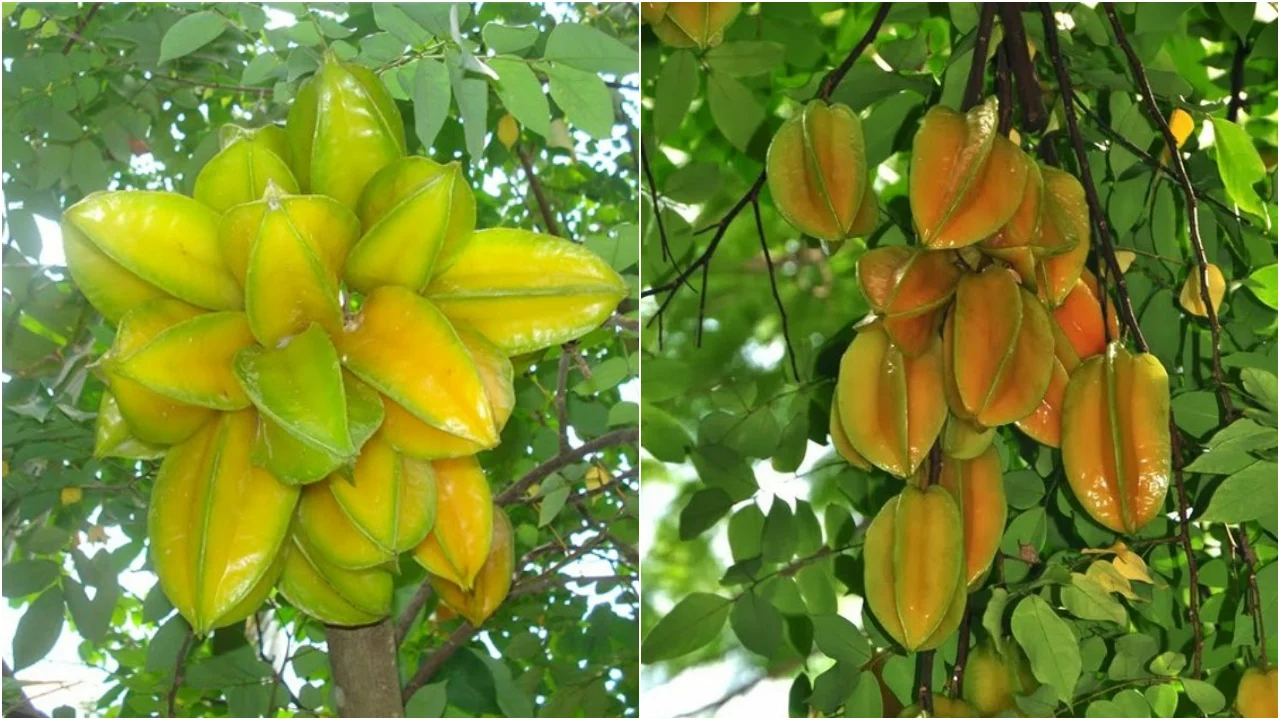 3 Vi Tri Khong Nen Trong Khe Keo Hao Tai Tan Loc 110153