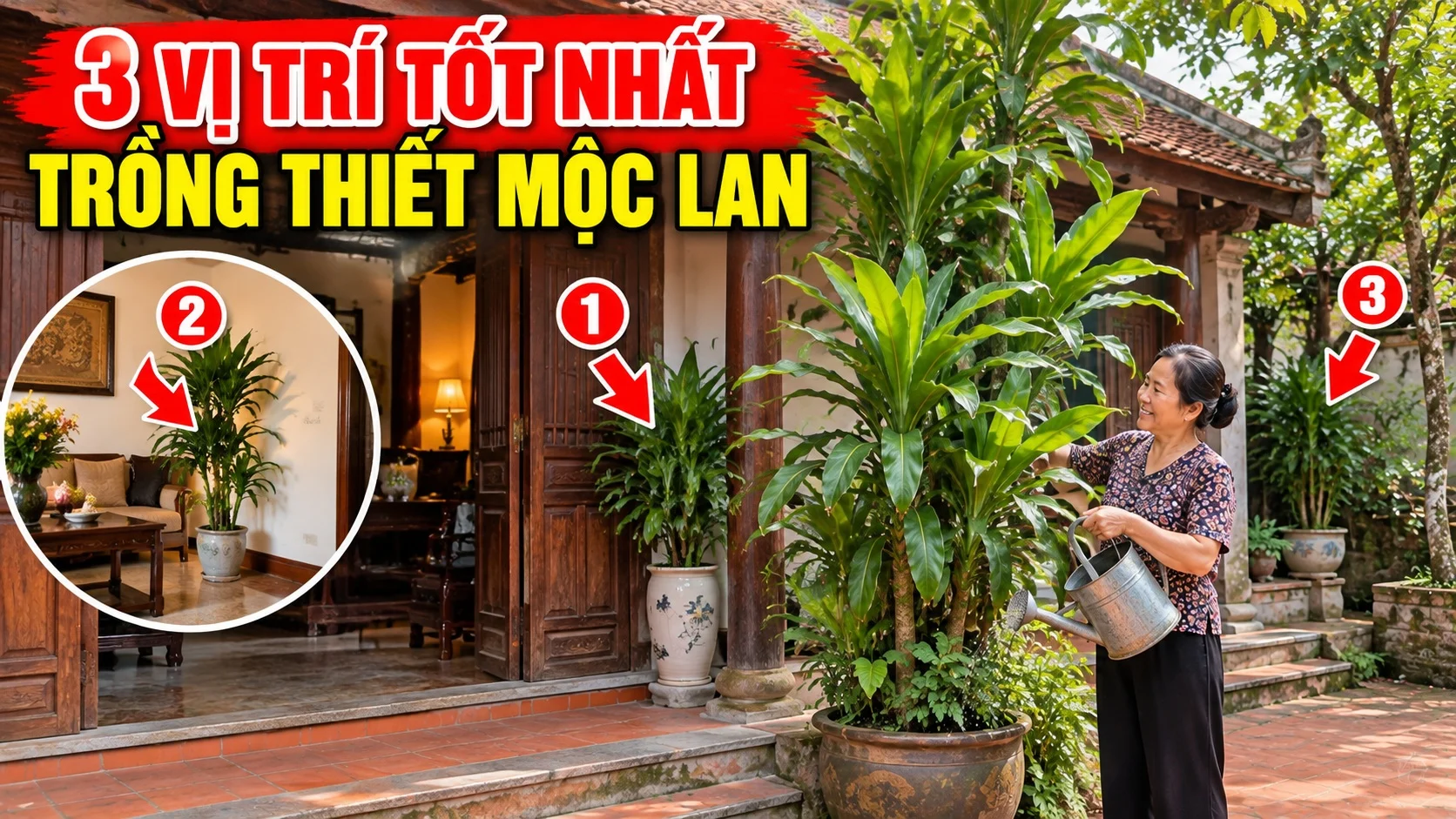 3 Vi Tri Tot Nhat Trong Cay Thiet Moc Lan Cho Gia Chu 184725