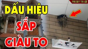 4 con vat vao nha bao diem lanh than tai ghe tham dung dai duoi di 213147