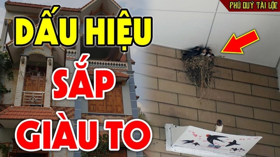 4 con vat vao nha bao diem lanh than tai ghe tham dung dai duoi di 213147