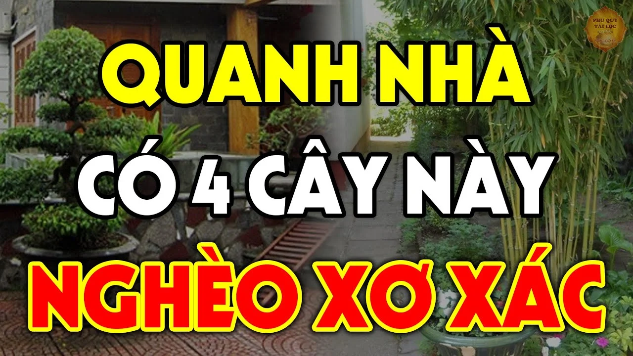 5 Loai Cay Am Khong Trong Truoc Nha Cay Cang Xanh Nguoi Cang Lao Dao Suy Kiet 112016