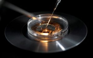 IVF