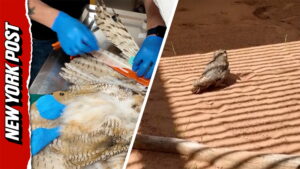 Great Horned Owl Rescued From Concrete Mixer