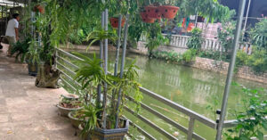 ba nam mat 3 con vi duoi nuoc phai dung canh cua ghep thanh quan tai nguoi cha noi loi gan ruot 1479