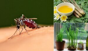 Cách đuổi muỗi không cần hóa chất: Đơn giản, an toàn mà hiệu quả 2 cach duoi muoi khong can hoa chat don gian an toan ma hieu qua 142757