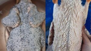 cach nho sach long mang khu mui hoi cua vit 224521