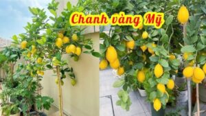 cach trong cay chanh vang sai triu qua cuc don gian 141927