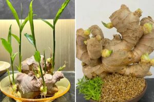 Cách trồng gừng nhanh nảy mầm, ra nhiều củ 1 cach trong gung nhanh nay mam ra nhieu cu 080903