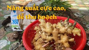 cach trong gung trong bao tai cu nhieu thu hoach de 140842