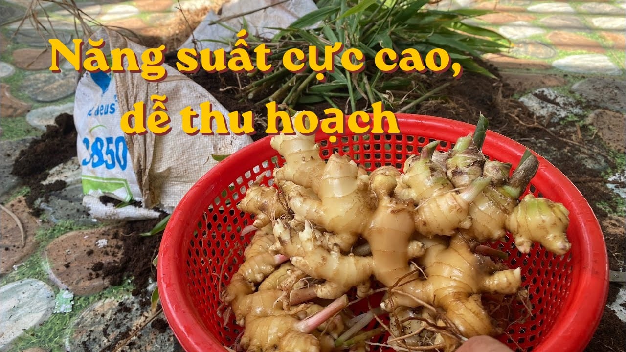 cach trong gung trong bao tai cu nhieu thu hoach de 140842