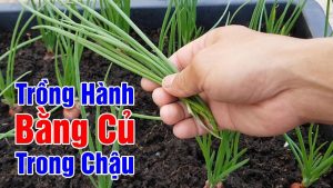 cach trong hanh la don gian la moc boi boi an thoai mai 152239