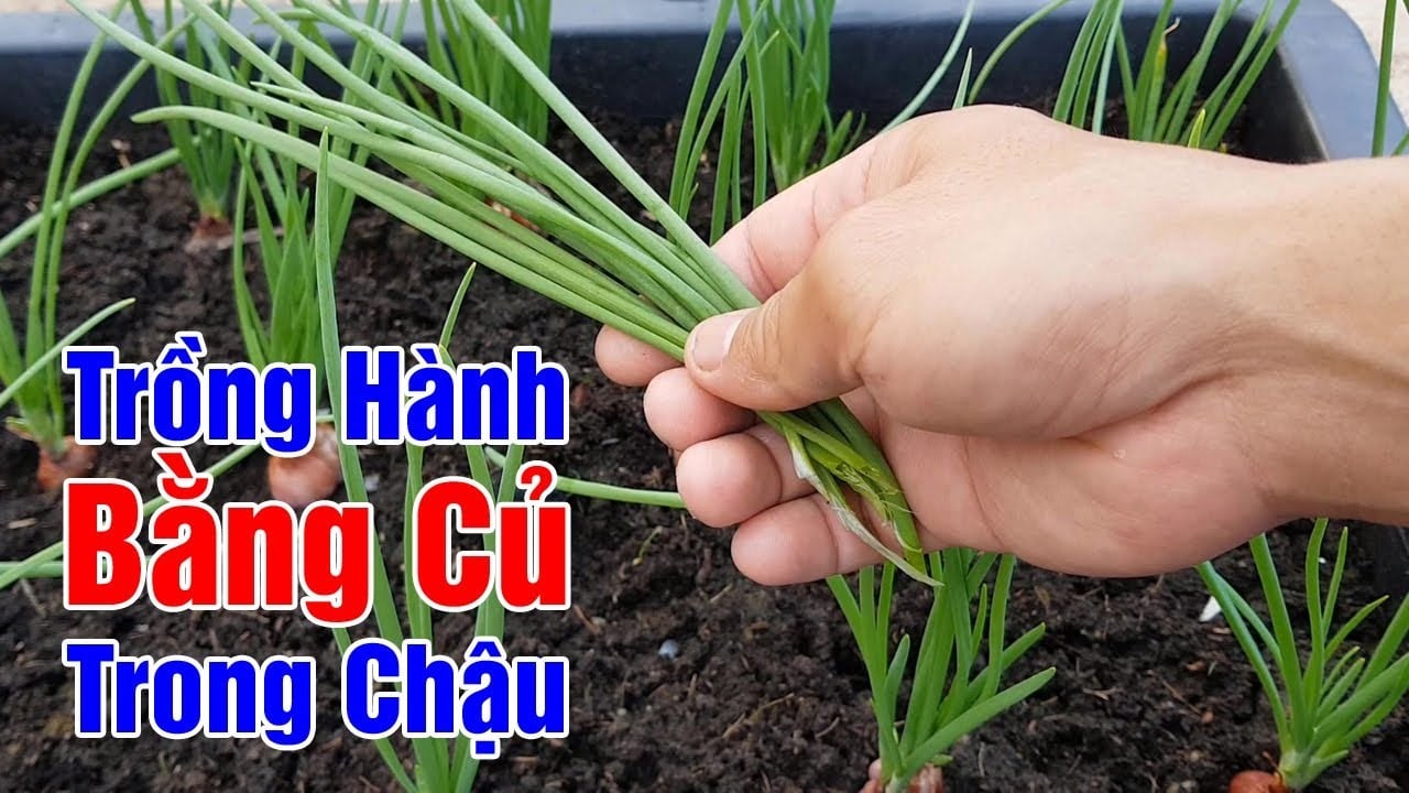 cach trong hanh la don gian la moc boi boi an thoai mai 152239