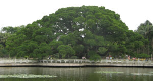 cay da khong lo cao 20m che bong mat cho ca nghin nguoi 1562
