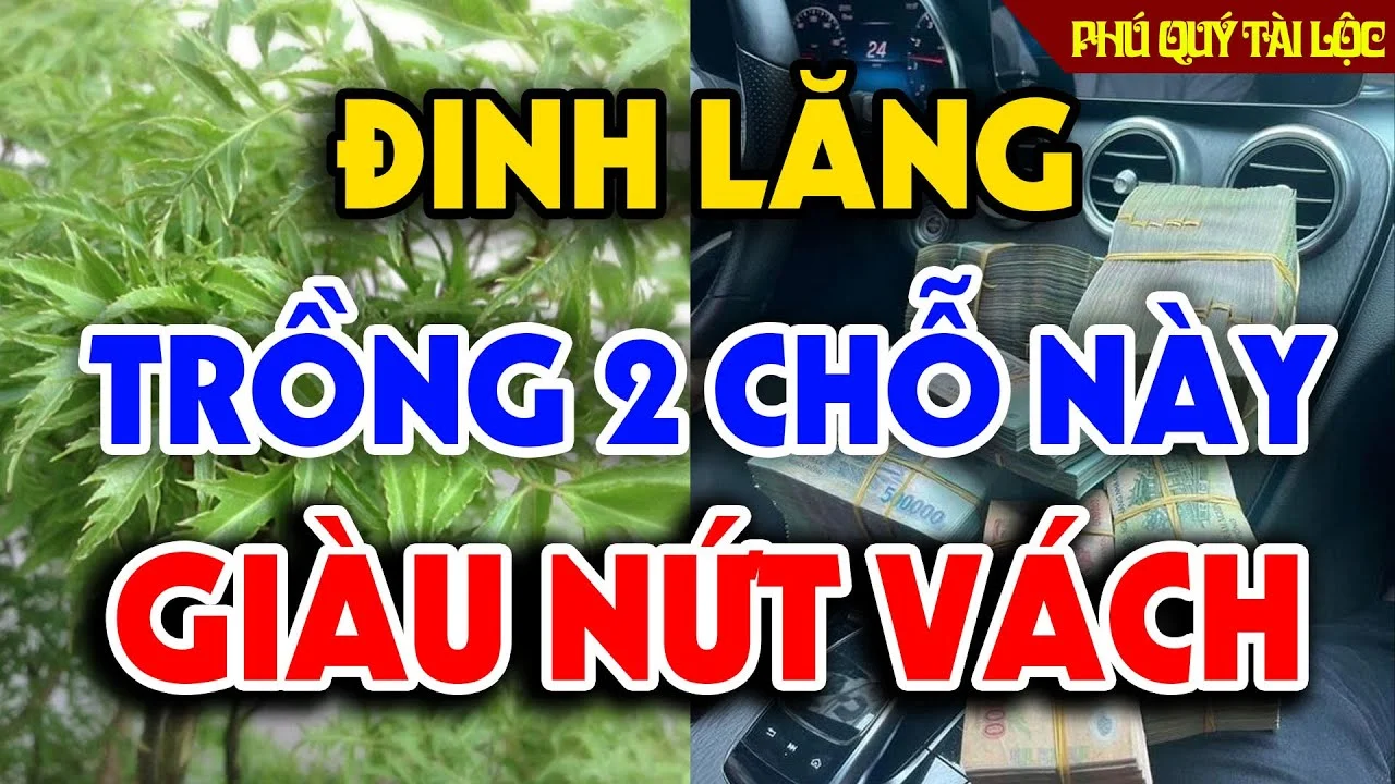Cay Dinh Lang Tran Giu Cua Cai Dung Trong Linh Tinh 2 Vi Tri Hut Tai Loc Vao Nha 101712