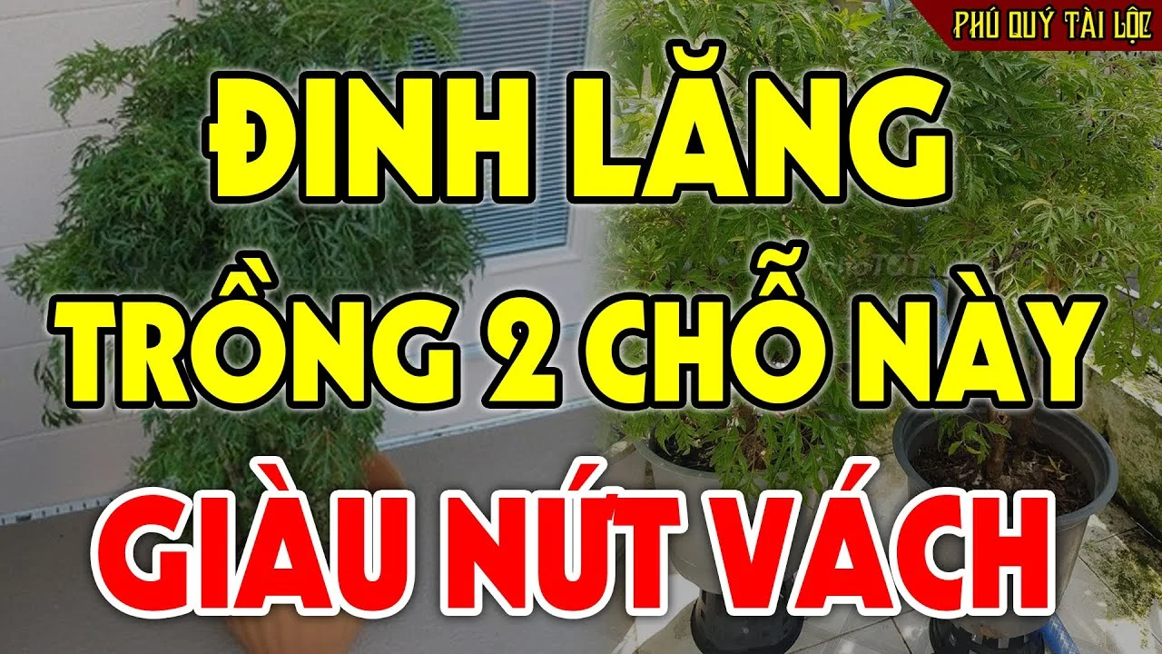 Cay Dinh Lang Tran Giu Cua Cai Dung Trong Linh Tinh 3 Vi Tri Hut Tai Loc Tien Ve Nhu Nuoc 131032