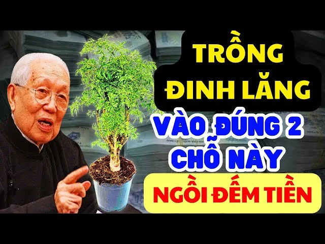 Cay Dinh Lang Tran Giu Cua Cai Trong Dung Cho Nay Tien Bac Chay Vao Nha Un Un 112217