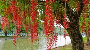 cay loc vung no hoa mang y nghia gi nguoi xua coi la tin hieu tot nhung can luu y vai dieu 053027.jp