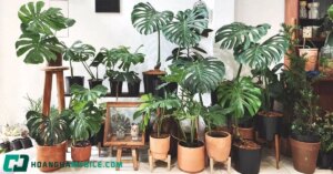 Cay Monstera