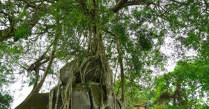 cay sanh di san nghin tuoi om da tao the mam xoi con ga doc la 3013