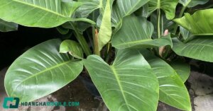 Cây Trầu Bà Đế Vương: Ý Nghĩa Phong Thủy, Hợp Mệnh Gì Và Cách Chăm 1 Cay Trau Ba De Vuong