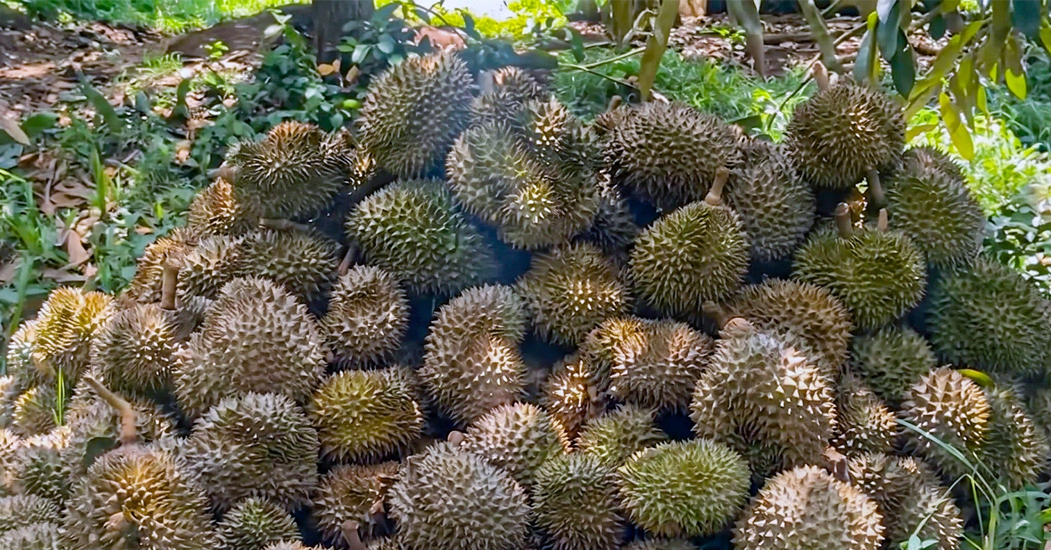 Chu Ruot Xot Xa Nhin Gan 8 Tan Sau Rieng Lan Dau Cho Trai Bi Chau Trai Buc Tu 788