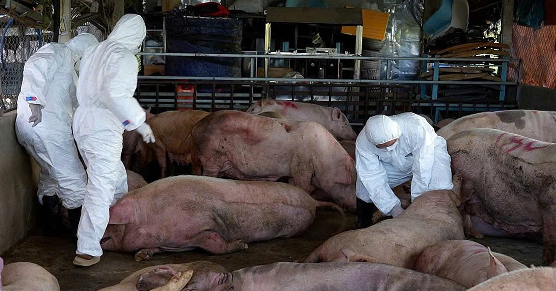 Doi Nam Nu Bi Khoi To Khi Mua Ban 750Kg Lon Boc Mui Lam Lap Xuong 2266