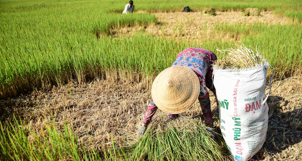 El Nino Lan Thu 6 Dat Cuc Dai Sau 76 Nam Phia Nam Doi Mat Han Han Khoc Liet 3564