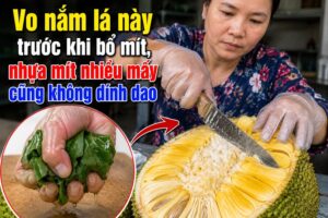 Vo nắm lá này trước khi bổ mít, nhựa mít nhiều mấy cũng không dính dao 3 img5556 0756