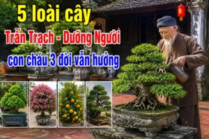 5 loài cây Trấn Trạch - Dưỡng Người, con cháu 3 đời vẫn hưởng 1 img5882 0804