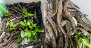 Loại Cá 'Lạ Nhất Hành Tinh', Biết Chạy Nhảy, Leo Cây Là Đặc Sản Ở Đâu Việt Nam? 1 Loai Ca La Nhat Hanh Tinh Biet Chay Nhay Leo Cay La Dac San O Dau Viet Nam 387