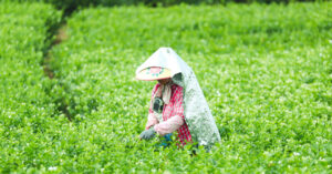 Loai Hoa Quen Thuoc Giup Ca Vung Que Doi Doi Nguoi Dan Sang Hai Toi Co Tien 415