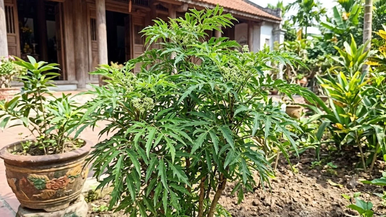 Menh Nao Hop Cay Dinh Lang Nhat 175523