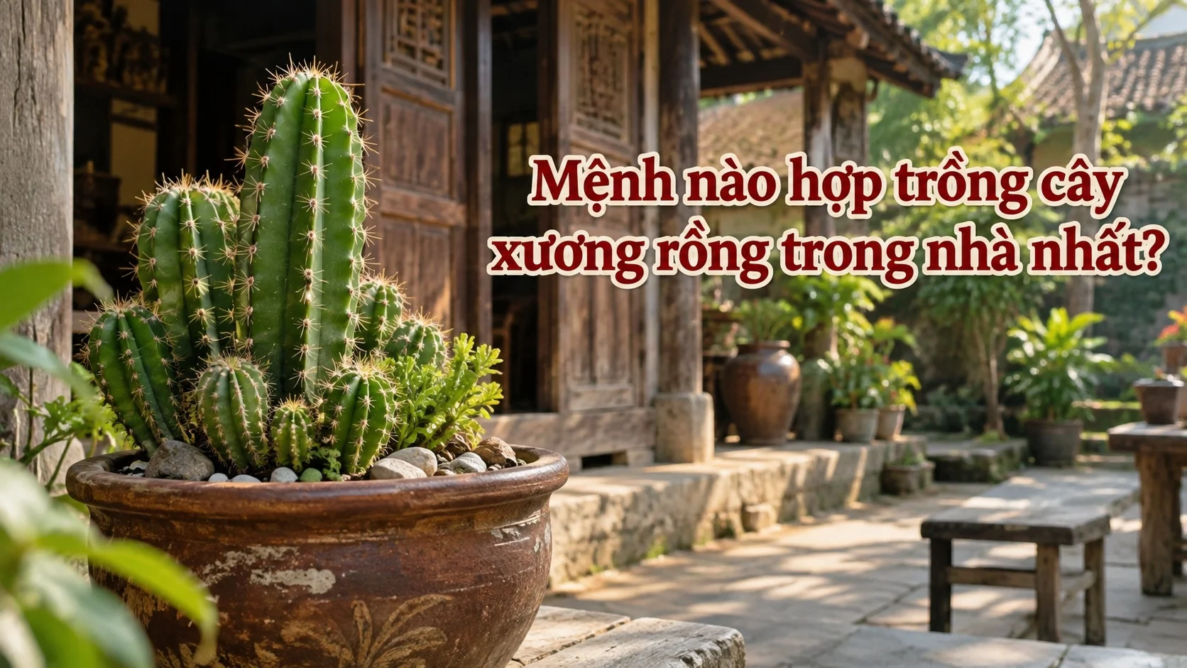 Menh Nao Hop Trong Cay Xuong Rong Trong Nha Nhat 102128