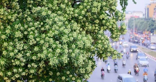 Mỗi Tuyến Phố Hà Nội Sẽ Có Loài Cây Chủ Đạo Moi Tuyen Pho Ha Noi Se Co Loai Cay Chu Dao 1328