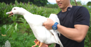 Mon Nua Vit Nua Ngan Co Ten Goi La Lung La Dac San Cua Dia Phuong Nao 1390