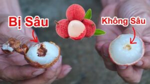 mua vai dung chi chon qua to nhin diem nay biet ngay hat nho an ngot lim khong sau dau 145020