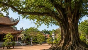 nguoi xua dan ngheo may cung dung chat 3 loai cay nay cho tien cung khong nen dung toi keo hao phuc