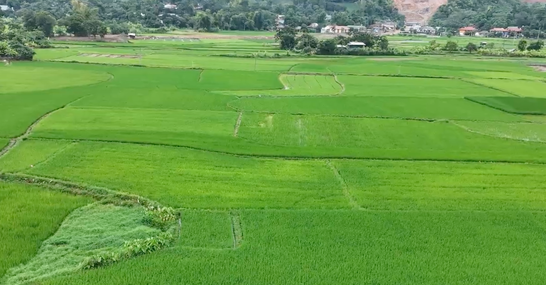 Nha Nuoc Thu Hoi Ruong Dung Ten Chong Vo Co Duoc Ho Tro Chuyen Doi Nghe 551
