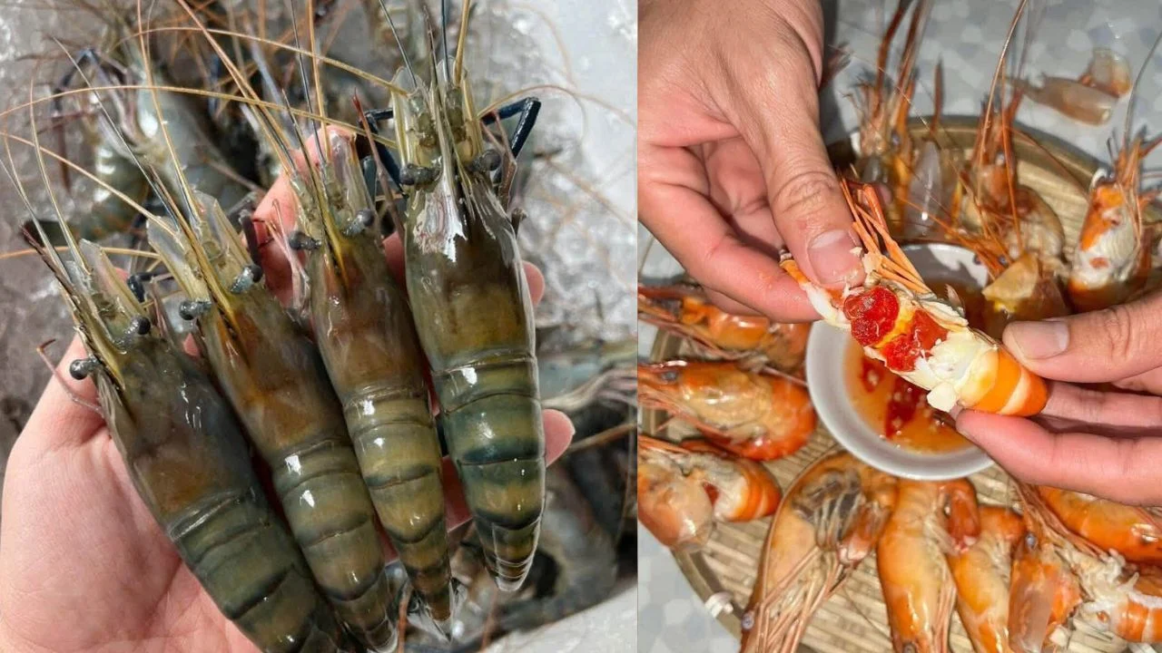 Phần Đen Trên Đầu Tôm Là Gạch Hay Chất Thải: Cách Đơn Giản Để Phân Biệt Phan Den Tren Dau Tom La Gach Hay Chat Thai Cach Don Gian De Phan Biet 232012