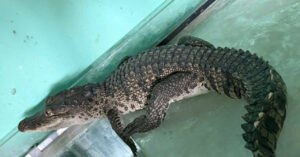 phat hien ca sau dai 1m di lac vao nha dan o trung tam thanh pho 2620
