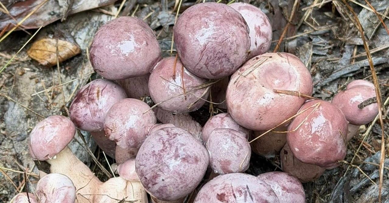San Vat Nao O Phu Quoc Khong Trong Van Moc Biet Doi Mau Co Tien Cung Kho Mua 350