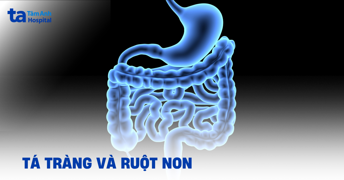Phân Biệt Tá Tràng Và Ruột Non Như Thế Nào? Ta Trang Va Ruot Non
