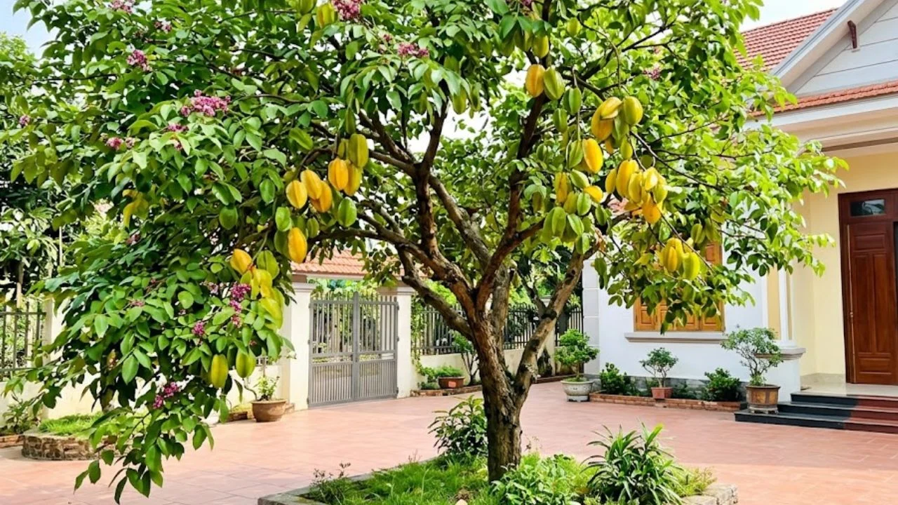 Trong Cay Khe Nen Tranh 3 Vi Tri Nay La Can Loc Nhieu Nha Khong Biet 233451
