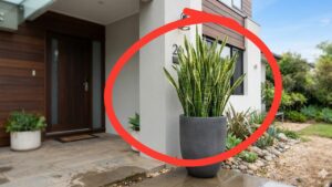 Trồng Cây Lưỡi Hổ Ở Đâu Tốt Nhất? Trong Cay Luoi Ho O Dau Tot Nhat 143043