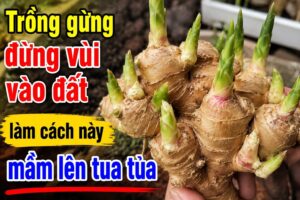 trong gung dung vui vao dat lam cach nay mam len tua tua 190507