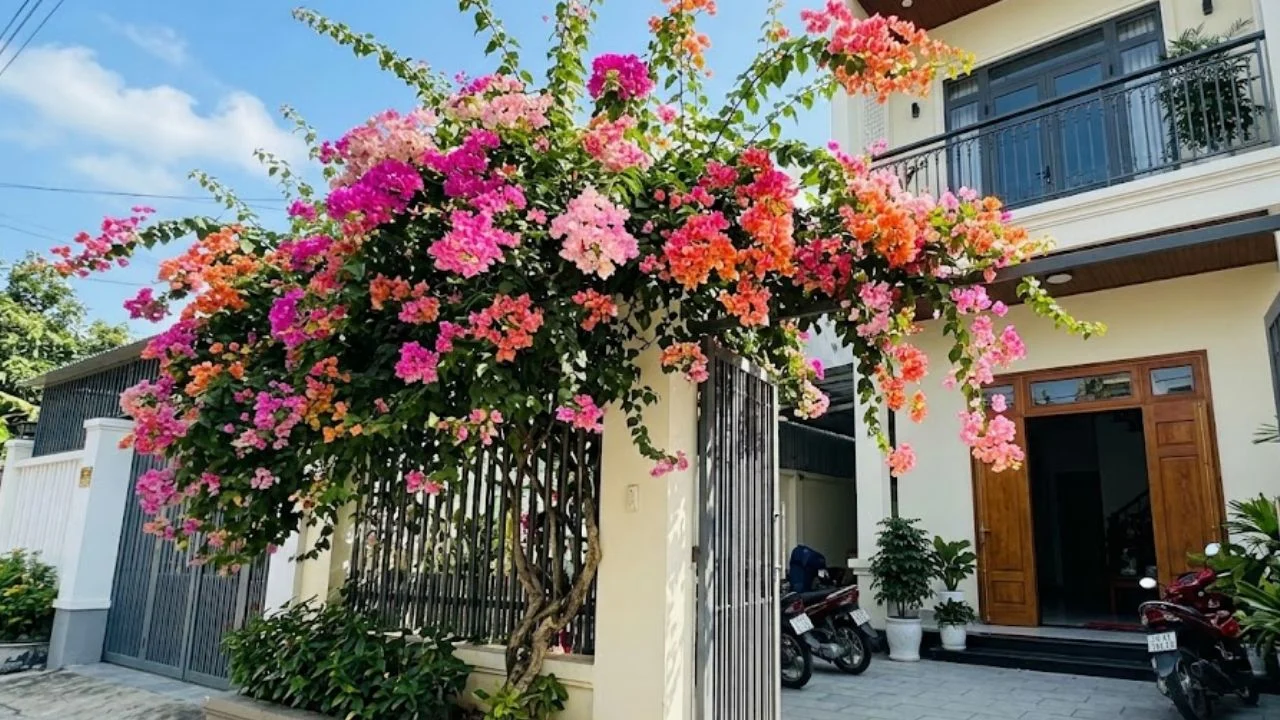 Trong Hoa Giay Phong Thuy O Vi Tri Nao De Hut Loc Vao Nha 235930