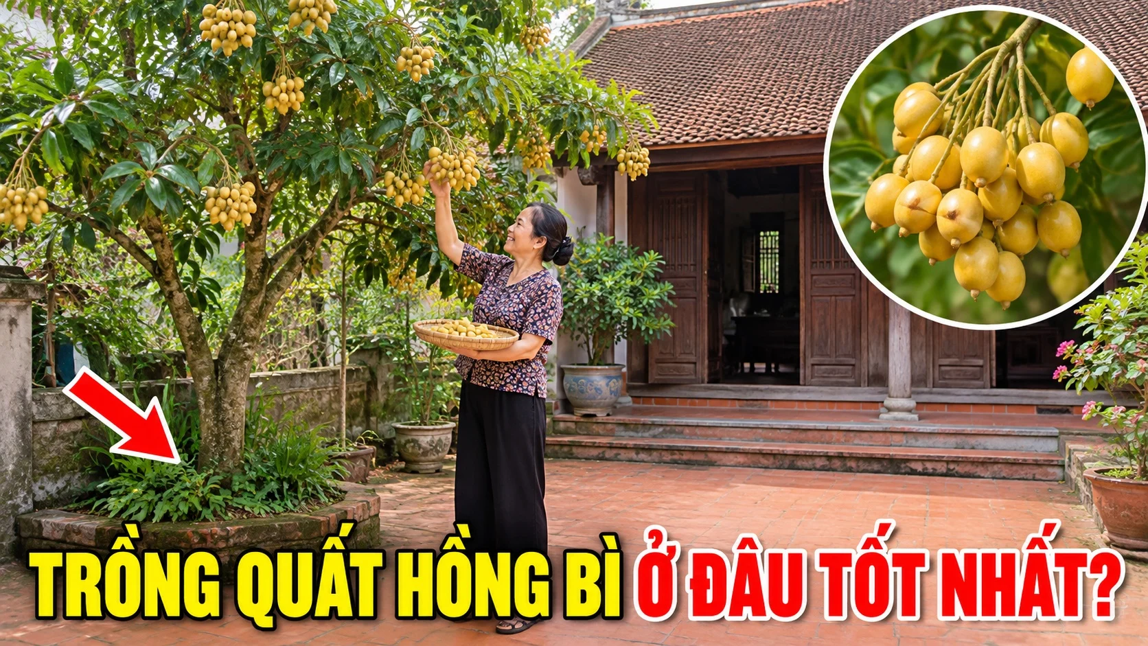 Trong Quat Hong Bi O Vi Tri Nao La Tot Nhat 184023
